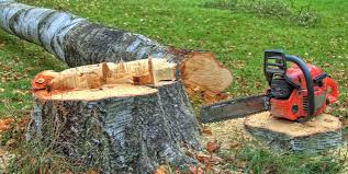 Best Fruit Tree Pruning  in Dunnavant, AL