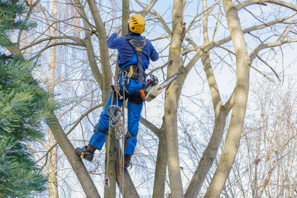 Best Commercial Tree Services  in Dunnavant, AL