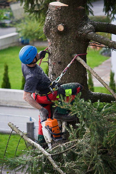 Best Organic Lawn Care Solutions  in Dunnavant, AL
